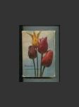 Tulipány a ostatní cibulové květiny - náhled