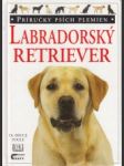 Labradorský retriever - náhled